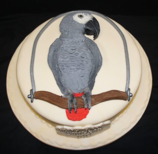 African grey parrot cake